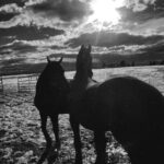 Gina Carano Instagram - Had something sad happen this past Saturday. One of our pregnant mares had a miscarriage, I know this is all a part of the ranch life we are new to and I know I am currently growing some much needed tougher skin but it was still very intensely sad. Adrenaline took over to save the mare, it wasn’t until the next morning I allowed myself to cry it all out. She was pretty far along in her pregnancy so you could see just how adorable this little filly would’ve been almost fully grown. They think her umbilical cord got twisted too tight and cut off all the circulation but we are waiting on more of the test results we ran to come back. As of now our mare is in stable condition and the other one is still pregnant. 🙏 I pray deeply that my other mare goes to full term and has a healthy baby. Before my cousin Alyssa passed away I promised her she could name one of the babies 🩵 she picked the most adorable name, I can’t wait and hope to be able share. Now we only have one baby left, so I pray God keeps this one healthy and blessed if it is His will. I know anything can happen to us at any moment. Horses have a special way of reminding me of that daily. How precious this life is, how fragile, how we will get in rockets ships and travel to other planets desperately searching for signs of life but back home on earth we destroy life so easily and take it for granted like it isn’t the most precious miraculous occurrence in our whole universe. You are alive for a reason at this moment, that in itself should make us all feel like little miracles. So no matter your circumstance, be grateful that you are given the chance to be alive, if only for this short glimpse we are here. Wake up and live.🕯️#thankyouJesus