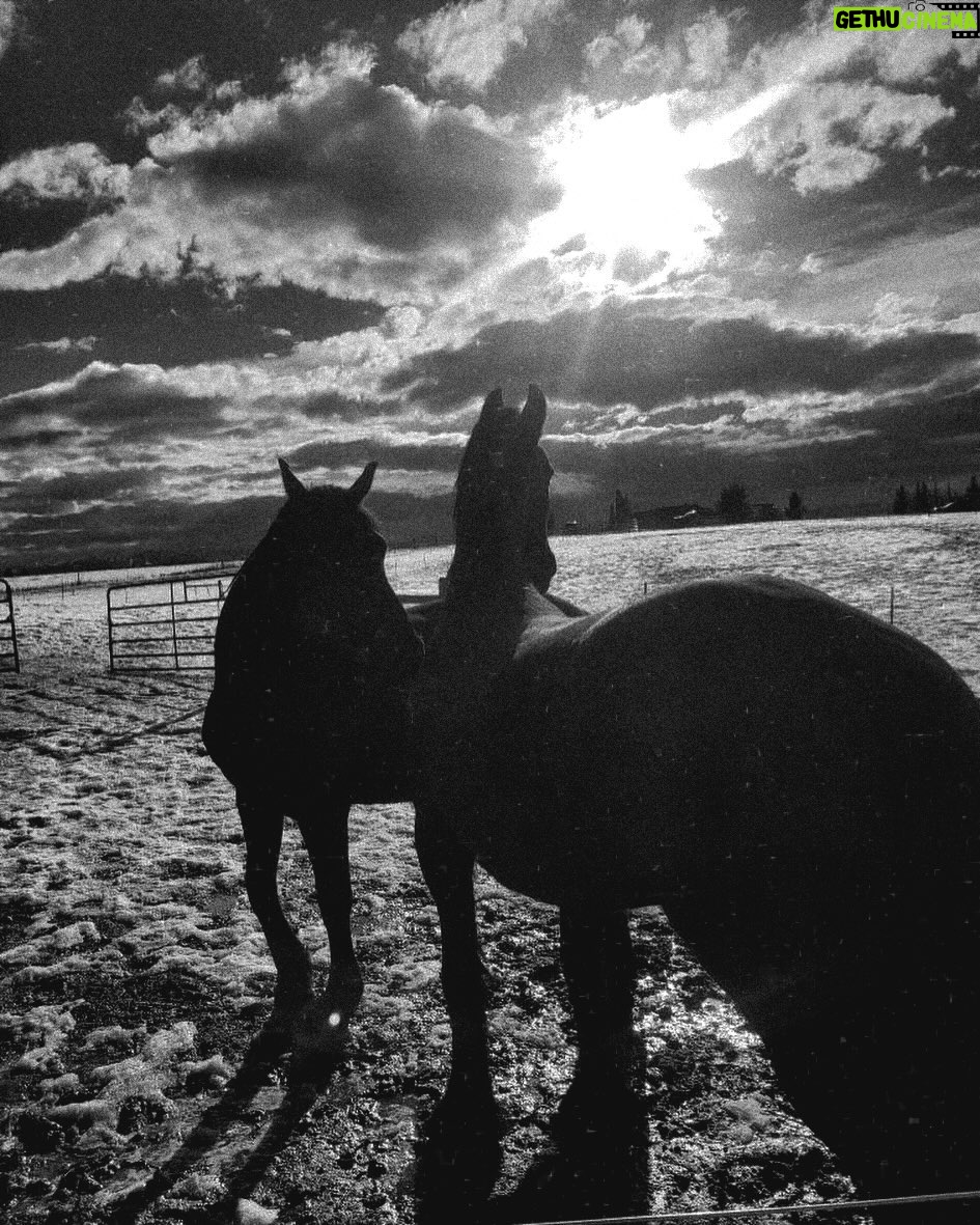 Gina Carano Instagram - Had something sad happen this past Saturday. One of our pregnant mares had a miscarriage, I know this is all a part of the ranch life we are new to and I know I am currently growing some much needed tougher skin but it was still very intensely sad. Adrenaline took over to save the mare, it wasn’t until the next morning I allowed myself to cry it all out. She was pretty far along in her pregnancy so you could see just how adorable this little filly would’ve been almost fully grown. They think her umbilical cord got twisted too tight and cut off all the circulation but we are waiting on more of the test results we ran to come back. As of now our mare is in stable condition and the other one is still pregnant. 🙏 I pray deeply that my other mare goes to full term and has a healthy baby. Before my cousin Alyssa passed away I promised her she could name one of the babies 🩵 she picked the most adorable name, I can’t wait and hope to be able share. Now we only have one baby left, so I pray God keeps this one healthy and blessed if it is His will. I know anything can happen to us at any moment. Horses have a special way of reminding me of that daily. How precious this life is, how fragile, how we will get in rockets ships and travel to other planets desperately searching for signs of life but back home on earth we destroy life so easily and take it for granted like it isn’t the most precious miraculous occurrence in our whole universe. You are alive for a reason at this moment, that in itself should make us all feel like little miracles. So no matter your circumstance, be grateful that you are given the chance to be alive, if only for this short glimpse we are here. Wake up and live.🕯️#thankyouJesus