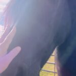Gina Carano Instagram - When you can touch an animal and instantly feel the weight of the world lift from your heart.. best kind of therapy. Find your peace.. 🖤🕊️ #fresian