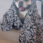 Gina Carano Instagram - #MoonB is starting to try on some red carpet dress options for the “Terror on the Prairie” premier. Will her animal friends be joining her?! 😁 We shall see? If you have an animal or a loved one who acts like an animal, I’m talking to you.