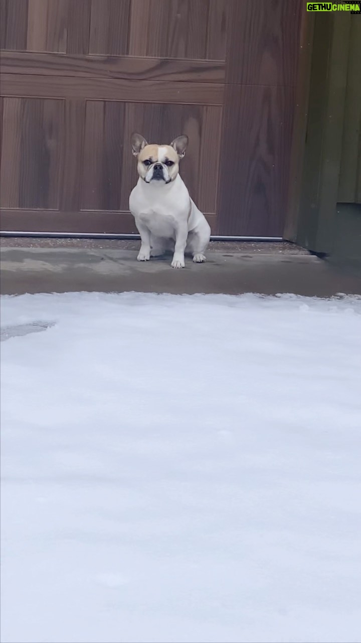Gina Carano Instagram - #MoonB experiencing ❄️ to the fullest for her first time.. a little shy at first then she came out guns a blazin. 🤣❤️ lil #Moonbunny #🌙🐝 #🌙🐇