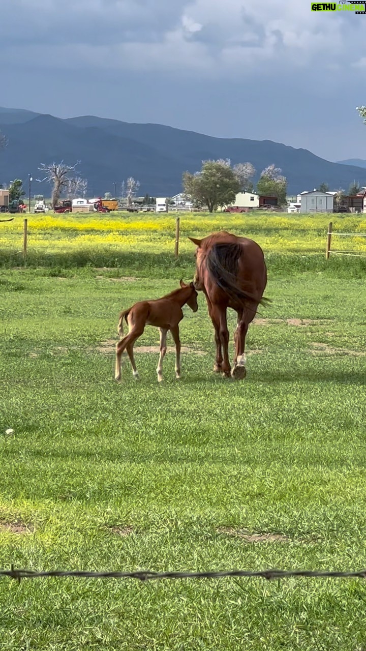 Gina Carano Instagram - 💞 the baby’s hangry🐴