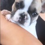 Gina Carano Instagram - MoonB’s bday today.. 4 years old with the most amazing lil Princess Wigglebutt I could’ve ever asked for. 🤗 #MoonB March 22