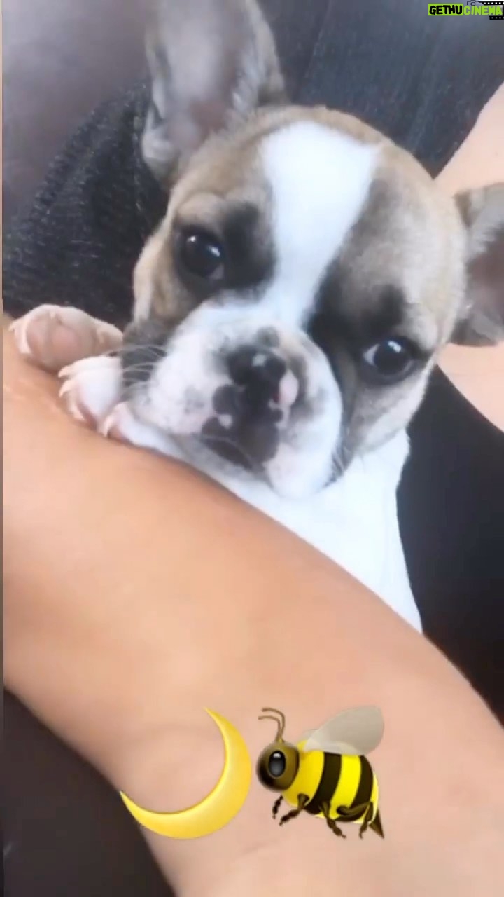 Gina Carano Instagram - MoonB’s bday today.. 4 years old with the most amazing lil Princess Wigglebutt I could’ve ever asked for. 🤗 #MoonB March 22