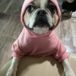 Gina Carano Instagram - When it goes from 78° to 72°… ⛄️ #MoonB #🌙🐝 ET phone home. She loves her hoodies. #Sundaylove