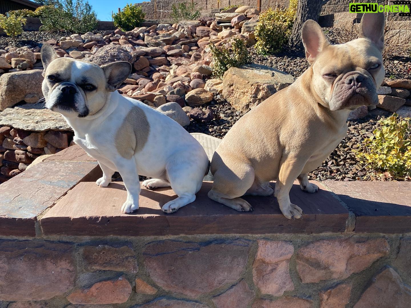 Gina Carano Instagram - Family photo. “This positioning is dumb.” “Just do it! Ok you were right.. it’s going on the gram anyway.” 😂 #MoonB #LilBovy @moonb_and_ollieg @lil_bovy #OllieG only does scheduled appearances. Will try to get him in the calendar.