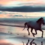 Gina Carano Instagram - Some days. 💙💜💙 #Repost @horse_4y