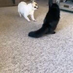 Gina Carano Instagram - #MoonB 🐶 wins her birthday round. March 22nd 3 years old. That head movement though. 😂 #OllieG will more than likely get revenge… with 3am surprise attacks. 😽