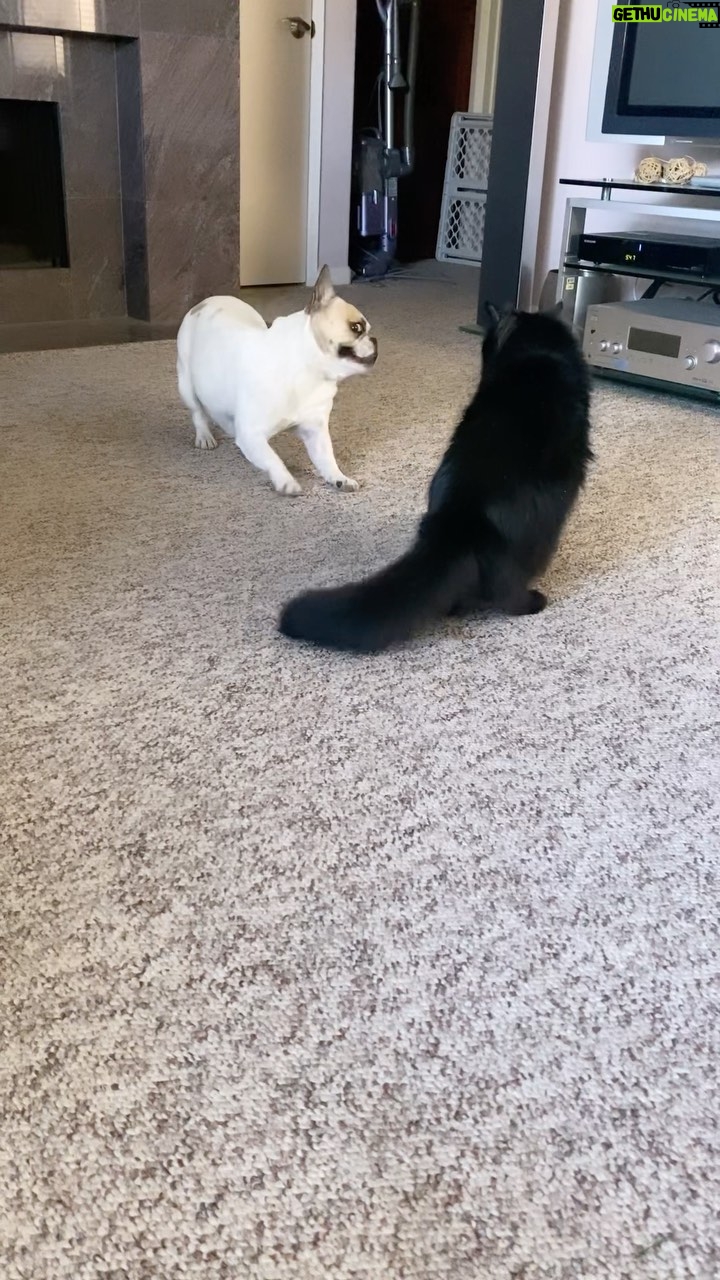 Gina Carano Instagram - #MoonB 🐶 wins her birthday round. March 22nd 3 years old. That head movement though. 😂 #OllieG will more than likely get revenge… with 3am surprise attacks. 😽