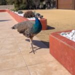 Gino D’Acampo Instagram – Clearly the difference in activity levels between the animals in Villa D’Acampo is hard to miss!…
GDx