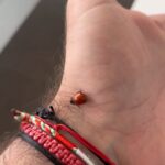 Gino D'Acampo Instagram - In Italy we call it Coccinella and it’s good luck when they land on you 😎 GDx