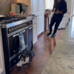 Gino D'Acampo Instagram - A daily occurrence in the D’Acampo household… @iamsnoopdacampo stealing everything!… 🙄 GDx