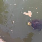 Gino D'Acampo Instagram - A huge debate currently going on in our family… Can anyone help? Is this a turtle or a snapping turtle?!.. GDx
