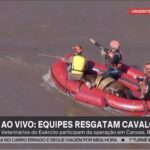 Giovanna Ewbank Instagram - Caramelo, Nos últimos dias o choro estava preso na garganta. E hoje ele veio, solto, frouxo, com um pouco de alívio em meio a tanta dor. Você se tornou símbolo de esperança, resistência, força e amor. O Brasil parou pra te ver e lutar por você porque você tem representado um povo que luta e que resiste. Um povo que não perde as esperanças, que se reergue mesmo parecendo não ter como se reerguer. Um povo onde a humanidade e a generosidade é mais forte do que um país dividido. Caramelo, você significa muito. Você significa a união, o povo e os animais dessa tragedia no Rio Grande do Sul. E mais Caramela, hoje você trouxe uma certeza: Há esperança! ❤️🙏🏿🐴 Espero que você se recupere logo Caramelo. E imagino que muitos devem querer te dar um lar e amor, mas saiba que se você quiser nós aqui em casa também queremos te dar amor e uma lar! 🥹