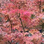 Gisselle Kuri Instagram – El domingo fui a Japón, pero no era Japón jeje. Algún día de estos iré al de a deveras 🤞🏻. Por lo pronto, esto fue una probadita deliciosa. 
Tqm LA, y a ti más otoño 🍂🫰🏻.