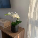 Giulia Guerrini Instagram – Le piante danno davvero vita alla casa 🌱💚