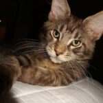 Giulia Nassa Instagram – Orlando Tadeu e Orivaldo Benedito
🧡🐈🐈‍⬛🩶