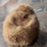 Giulia Nassa Instagram – Ontem foi um dia muito especial no trabalho, cheio de bichinhos lindos e até a minha gatinha foi gravar 🥹🦜🦎🦔🐈🐩🐒🐢🐇❤️ 
ESSE É O MELHOR TRABALHO DO MUNDOOO!✨😻 

(Nem todos os pets eu consegui mostrar aqui no post pq dava spoiler 👀)