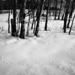 Glenn Close Instagram - Follow the rodent track from right to left and you will see the wing imprint in the snow where an owl swooped down to catch it. A visual pattern of Nature's awesome continuum. #owlshunting @owlwissdom #fantasticowls #animaltracksinthesnow