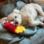 Glenn Close Instagram - What better time to slap on a facial mask than when addressing holiday cards and being profligate with stickers, while Pip rests with his French fries! Life goes on...thank goodness. There's a bluebird sky today. LOVE TO ALL.