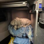 Glenn Close Instagram - Pip settling in for the long flight to Munich. He is such a perfect little guy. We are off on another adventure. #havaneseonplanes #havaneseofinstagram #havanese