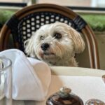 Glenn Close Instagram - Pip at Cafe Cluny #dogsofinstagram #havaneselife #dogsonchairs #dogsattables