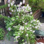Glenn Close Instagram – Glory out my window, onto in a secret garden in the West Village. 
#wedtvillagenyc #villagespring #springinnewyork #spring #springflowers #westvillagegardens #westvillagenyc