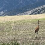 Glenn Close Instagram - The Sandhill Cranes are back! With their beautiful bugle calls. So elegant!