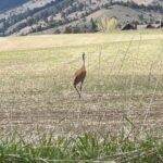 Glenn Close Instagram - The Sandhill Cranes are back! With their beautiful bugle calls. So elegant!
