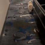 Glenn Close Instagram - Going to our room in Omaha. Pip couldn't figure out what room was ours because we had't been in it yet. #warrenbuffet #charliemungerquotes #warrenbuffettquotes #havanese #havaneseofinstagram