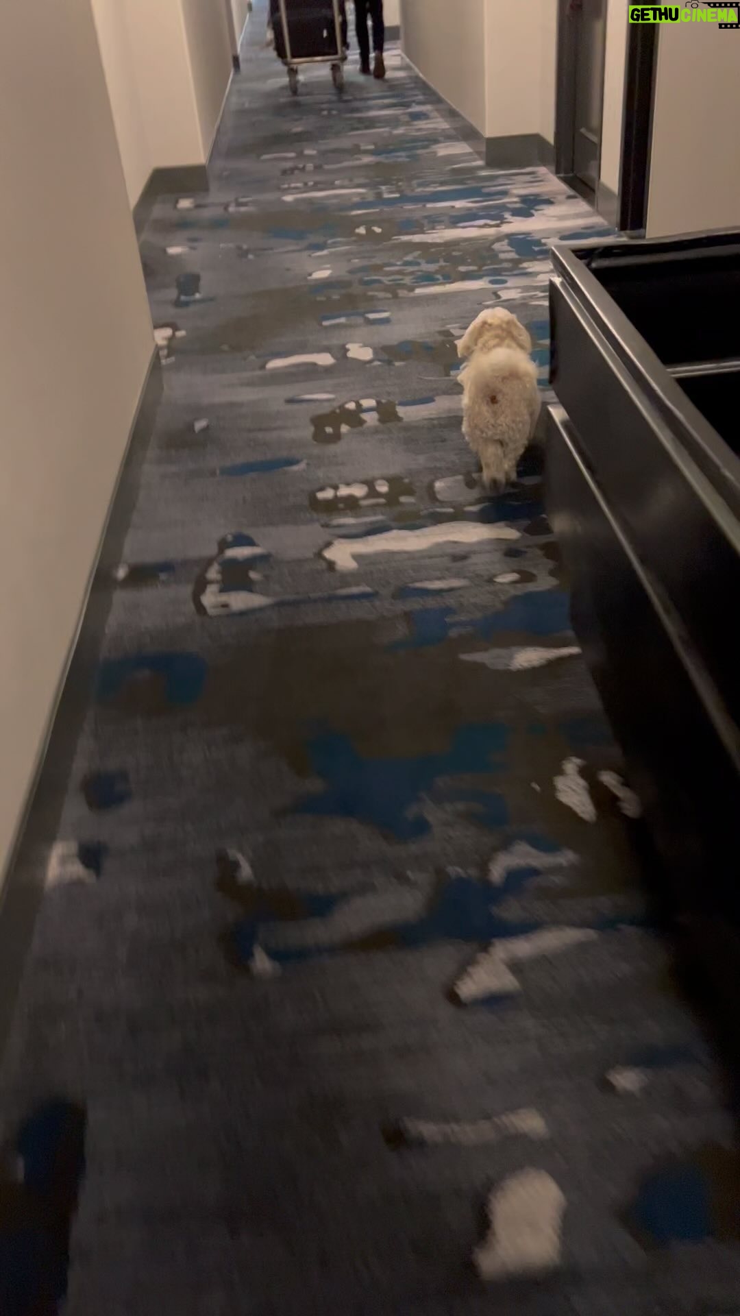 Glenn Close Instagram - Going to our room in Omaha. Pip couldn't figure out what room was ours because we had't been in it yet. #warrenbuffet #charliemungerquotes #warrenbuffettquotes #havanese #havaneseofinstagram