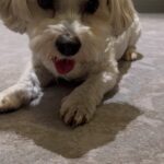 Glenn Close Instagram - Pip would make an excellent short stop!
