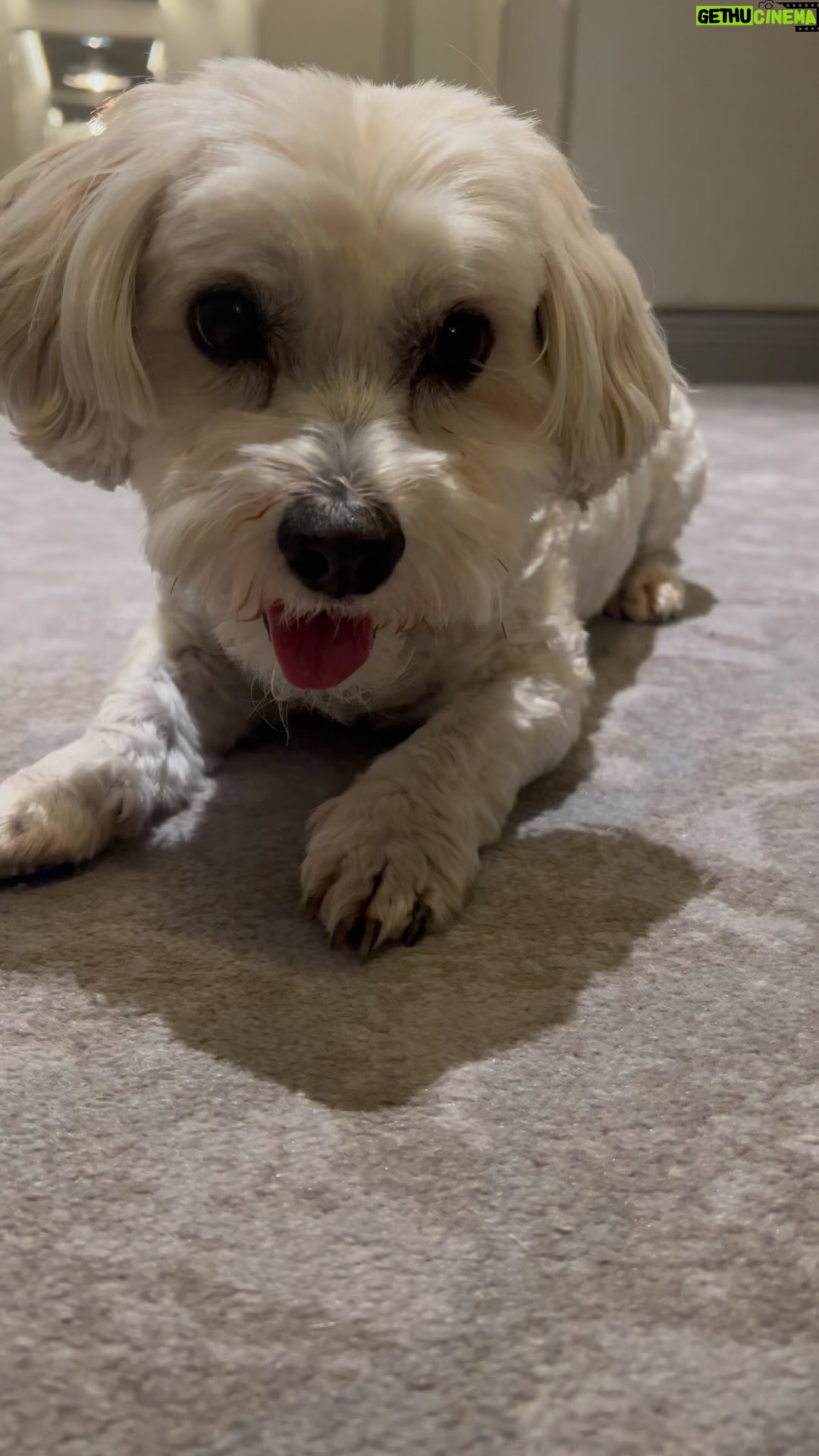 Glenn Close Instagram - Pip would make an excellent short stop!
