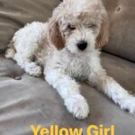 Gloria Estefan Instagram - Reposting my Sister’s updates pics of the three delicious furry babies that are looking for their forever home…❤️❤️❤️ Repost: @thepapergirl Feeling like someone sprinkled them with fertilizer since my last post! These are the 3 girls I have left ❤️ DM me for details. #bestdogsever #goldendoodles #Maggieslitter