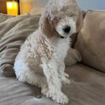 Gloria Estefan Instagram - Reposting my Sister’s updates pics of the three delicious furry babies that are looking for their forever home…❤️❤️❤️ Repost: @thepapergirl Feeling like someone sprinkled them with fertilizer since my last post! These are the 3 girls I have left ❤️ DM me for details. #bestdogsever #goldendoodles #Maggieslitter