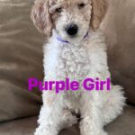 Gloria Estefan Instagram - Reposting my Sister’s updates pics of the three delicious furry babies that are looking for their forever home…❤️❤️❤️ Repost: @thepapergirl Feeling like someone sprinkled them with fertilizer since my last post! These are the 3 girls I have left ❤️ DM me for details. #bestdogsever #goldendoodles #Maggieslitter