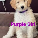 Gloria Estefan Instagram - Reposting my Sister’s updates pics of the three delicious furry babies that are looking for their forever home…❤️❤️❤️ Repost: @thepapergirl Feeling like someone sprinkled them with fertilizer since my last post! These are the 3 girls I have left ❤️ DM me for details. #bestdogsever #goldendoodles #Maggieslitter