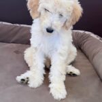 Gloria Estefan Instagram - Reposting my Sister’s updates pics of the three delicious furry babies that are looking for their forever home…❤️❤️❤️ Repost: @thepapergirl Feeling like someone sprinkled them with fertilizer since my last post! These are the 3 girls I have left ❤️ DM me for details. #bestdogsever #goldendoodles #Maggieslitter