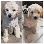 Gloria Estefan Instagram - 🎶It’s beginning to look a lot like Christmas🎶 🎁🎄Greetings, Instapeeps! My furry niece, Maggie Mae has graced us with 9 beautiful Golden Doodle Pups and there are still 4 girls looking for a home. If this is the type of gift you may want this Season please contact my sister, (Maggie’s Momma) @thepapergirl for more information! They are delicious and have been spoiled with lots of love (from me too) since the day they were born! 🐶🐶🐶🐶❤️🥰 Buen día mi gente bella! Mi sobrina peluda, Maggie Mae, nos ha bendecido con 9 cachorros Golden Doodles y quedan 4 hembras buscando un hogar. Si este es el tipo de regalo que ustedes buscan para esta Navidad, contacten a mi hermana, @thepapergirl para más información. Son adorables y los hemos criado con mucho cariño desde el día que nacieron! 🐶🐶🐶🐶❤️