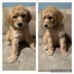 Gloria Estefan Instagram – 🎶It’s beginning to look a lot like Christmas🎶 🎁🎄Greetings, Instapeeps! My furry niece, Maggie Mae has graced us with 9 beautiful Golden Doodle Pups and there are still 4 girls looking for a home. If this is the type of gift you may want this Season please contact my sister, (Maggie’s Momma) @thepapergirl for more information! They are delicious and have been spoiled with lots of love (from me too) since the day they were born! 🐶🐶🐶🐶❤️🥰
Buen día mi gente bella! Mi sobrina peluda, Maggie Mae, nos ha bendecido con 9 cachorros Golden Doodles y quedan 4 hembras buscando un hogar. Si este es el tipo de regalo que ustedes buscan para esta Navidad, contacten a mi hermana, @thepapergirl para más información. Son adorables y los hemos criado con mucho cariño desde el día que nacieron! 🐶🐶🐶🐶❤️