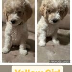 Gloria Estefan Instagram - 🎶It’s beginning to look a lot like Christmas🎶 🎁🎄Greetings, Instapeeps! My furry niece, Maggie Mae has graced us with 9 beautiful Golden Doodle Pups and there are still 4 girls looking for a home. If this is the type of gift you may want this Season please contact my sister, (Maggie’s Momma) @thepapergirl for more information! They are delicious and have been spoiled with lots of love (from me too) since the day they were born! 🐶🐶🐶🐶❤️🥰 Buen día mi gente bella! Mi sobrina peluda, Maggie Mae, nos ha bendecido con 9 cachorros Golden Doodles y quedan 4 hembras buscando un hogar. Si este es el tipo de regalo que ustedes buscan para esta Navidad, contacten a mi hermana, @thepapergirl para más información. Son adorables y los hemos criado con mucho cariño desde el día que nacieron! 🐶🐶🐶🐶❤️