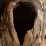 Gohar Kheyrandish Instagram - سلام به همه شما عزيزان سلام به همه زنان و مادرانِ ِ سرزمينم ايران… من اسم اين فيلم بسيار زيبا را كه فيلمبرداري درخشاني دارد مي گذارم " مادرانه" همين . #روززن #روزمادر #روزمادرمبارک #با_حيوانات_مهربان_باشيم_ان_ها_بي_گناه_هستند