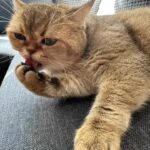 Gonca Vuslateri Instagram – Güzel çocuklarım ne güzel özlemişler beni.. 

Fonda gündemin şarkısını çaldım. 

💥🦩

Hazır hepimiz iki etkileşim için kendimizi bir durum içine sokacaksak,

Ben de naçizane duyurumu yapayım:
#hayvanlaraişkenceyehayır  #hayvanlarısevin #filistineözgürlük
