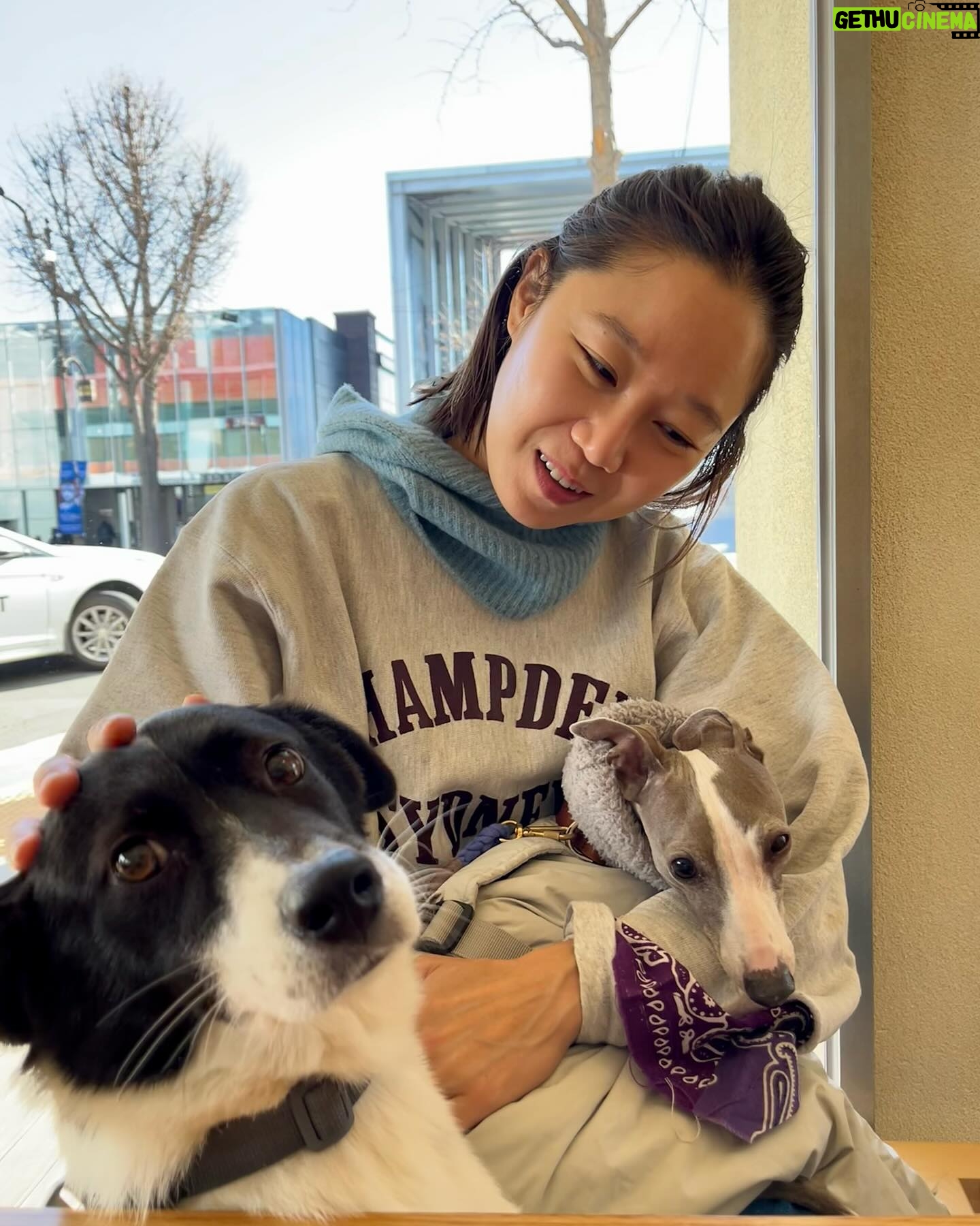 Gong Hyo-jin Instagram - Pet friendly ๐ถ ์์ง์ธ๋๋ค๋นต์ง โ๏ธ ์ด๋ฐ๊ณณ ์ฐธ ๊ทํ๋ค. #avekcheri