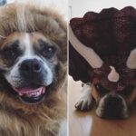 Grace Helbig Instagram – My silly Goose moved on to that golden grass on the other side today. My princess monster, my wiggle butt. I am heartbroken. Eleven years with my beautiful, emotional goof. I was in way over my head when I got you, but somehow couldn’t imagine anyone else taking care of you, and so we were merged. Two high anxiety ladies found each other and did the best we could. I’m even writing this caption to you like you’re still alive and literate! You’ve seen me through it all, and you loved me every time I didn’t like me. You anchored me at times I wanted to disappear and grounded me when I wanted to float away. Your happiness fueled me. You gave me something to care about that was bigger than the surface things I thought I should care about. I got sick and you stayed healthy, and I can’t thank you enough for your consistency in the face of weird change. Again, writing a caption as if my dead dog will read it! Oh well! I love you, Goose, you beautiful maniac!! 🐶🥹💖