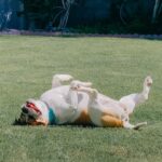 Grace Helbig Instagram – My silly Goose moved on to that golden grass on the other side today. My princess monster, my wiggle butt. I am heartbroken. Eleven years with my beautiful, emotional goof. I was in way over my head when I got you, but somehow couldn’t imagine anyone else taking care of you, and so we were merged. Two high anxiety ladies found each other and did the best we could. I’m even writing this caption to you like you’re still alive and literate! You’ve seen me through it all, and you loved me every time I didn’t like me. You anchored me at times I wanted to disappear and grounded me when I wanted to float away. Your happiness fueled me. You gave me something to care about that was bigger than the surface things I thought I should care about. I got sick and you stayed healthy, and I can’t thank you enough for your consistency in the face of weird change. Again, writing a caption as if my dead dog will read it! Oh well! I love you, Goose, you beautiful maniac!! 🐶🥹💖
