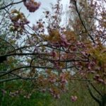 Grace Van Dien Instagram – monet’s gardens & paris in a day