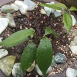 Grace Van Dien Instagram – from seeds