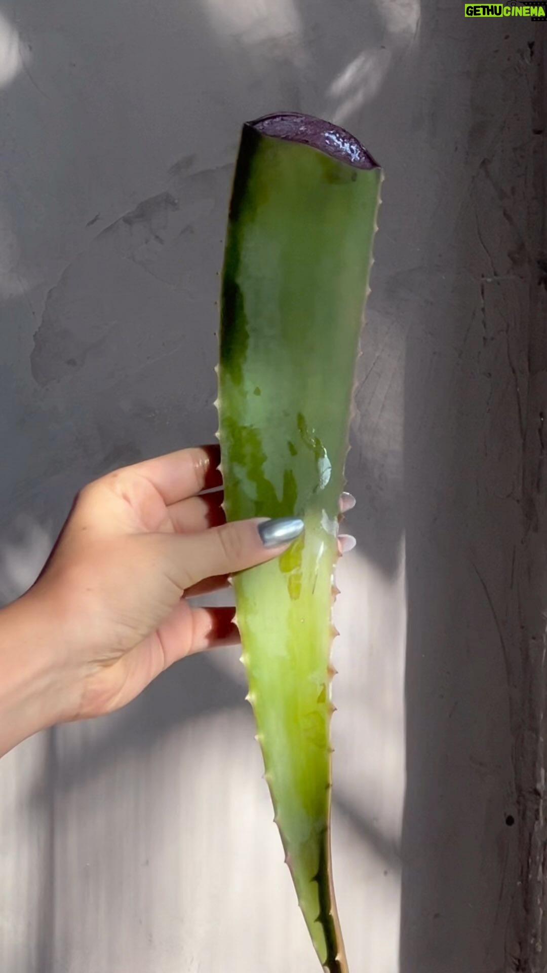 Graciely Junqueira Instagram - Ensinei tudo com detalhes no meu canal de transmissĆ£o para cacheadas š„¹ #cachos #explorar #finalizaçãocachos #cabelocacheado #hidrataçãocaseira #hidrataçãocapilar ##hidratacaocombabosa #cacheadasdagraci