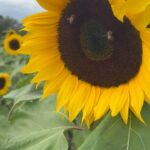 Gredmarie Colón Instagram - Enfoca tu mirada hacia la luz, como un girasol en busca del sol, y verás cómo todo florece a tu alrededor. 🌻 ☀️ #sunflowerpower #naturebeauty #followthelight #bloomingseason #growthmindset